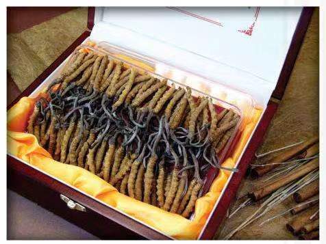 文水冬虫夏草回收